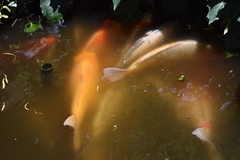 Cyprinus rubrofuscus