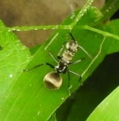 Polyrhachis proxima