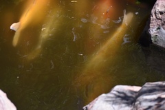 Cyprinus rubrofuscus
