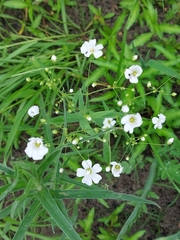 Gypsophila elegans