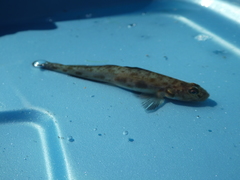 Lepidogobius lepidus