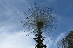 Paepalanthus chiquitensis