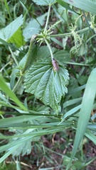 Ectobius sylvestris