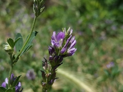 Medicago sativa sativa