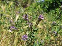 Medicago sativa sativa