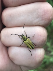 Lepturobosca chrysocoma