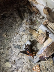 Tmetogaster nubilipennis