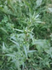 Cichorium intybus