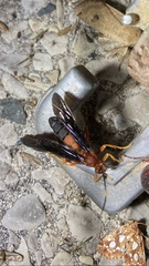 Tmetogaster nubilipennis