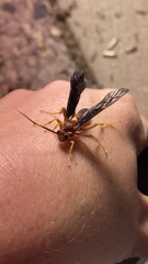 Tmetogaster nubilipennis