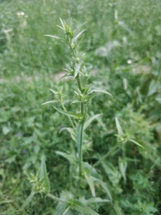 Cichorium intybus