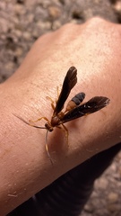 Tmetogaster nubilipennis