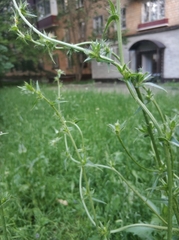 Cichorium intybus