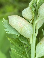 Dasineura salicifoliae