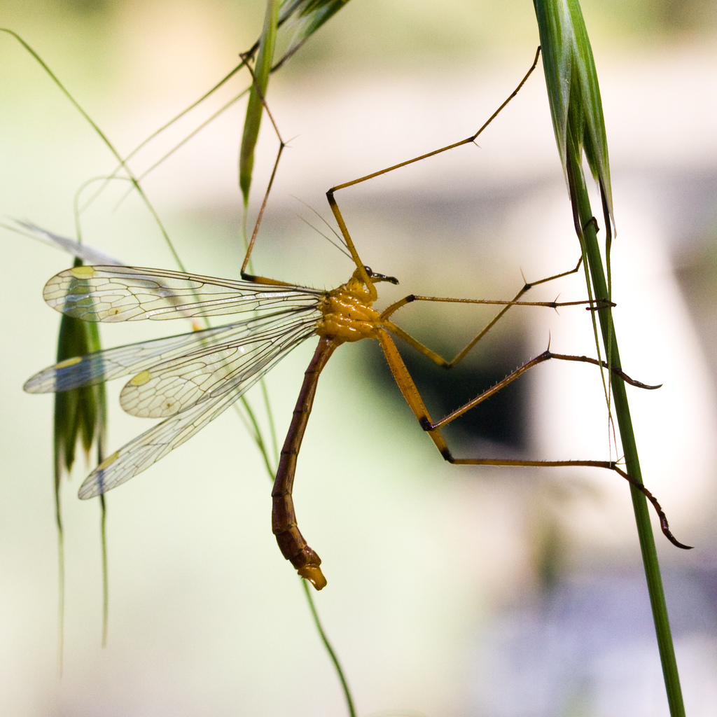 Bittacus chlorostigma
