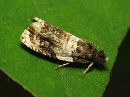 Banded Olethreutes Moth