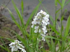 Hesperis matronalis