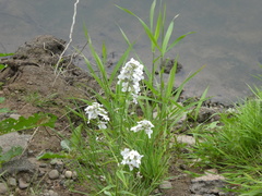 Hesperis matronalis