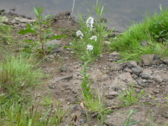 Hesperis matronalis