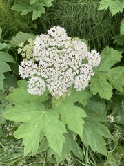 Heracleum maximum