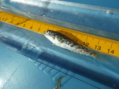 Hexagrammos stelleri