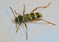 Clytus arietis