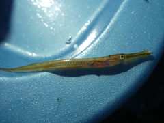 Aulorhynchus flavidus