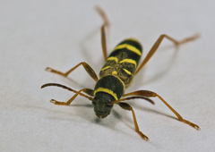 Clytus arietis