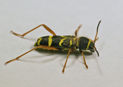 Clytus arietis