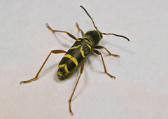 Clytus arietis