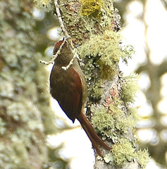 Cranioleuca curtata