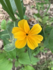 Cosmos sulphureus