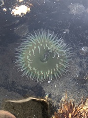 Elliptochloris marina