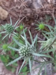 Eryngium tenue