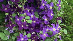 Clematis × jackmanii