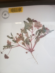 Tripterocalyx carneus