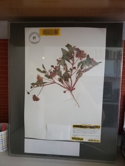 Tripterocalyx carneus