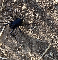 Zachaeus crista
