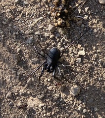 Zachaeus crista