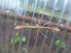 Stenoptilia pterodactyla