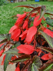 Begonia boliviensis
