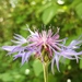 Centaurea lugdunensis - Photo (c) Lou Valence, some rights reserved (CC BY-NC), uploaded by Lou Valence