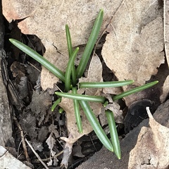 Ornithogalum umbellatum
