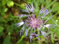 Centaurea lugdunensis