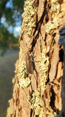 Brachyderes lusitanicus