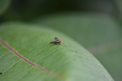 Rhagoletis striatella
