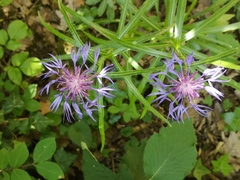 Centaurea lugdunensis