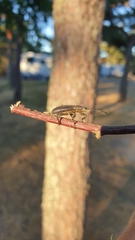 Brachyderes lusitanicus