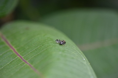 Rhagoletis striatella