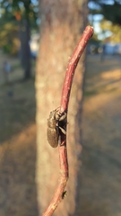 Brachyderes lusitanicus